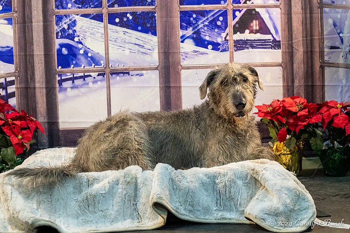 French Creek Holiday Photos